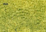 Visione superficiale delle cellule corticali riunite in file divergenti